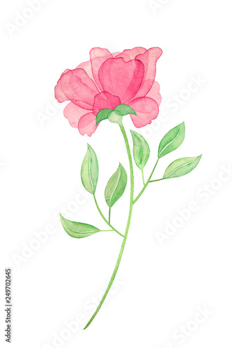  Watercolor rose and leaves. Paint flowers for greeting card. Hand drawn plants