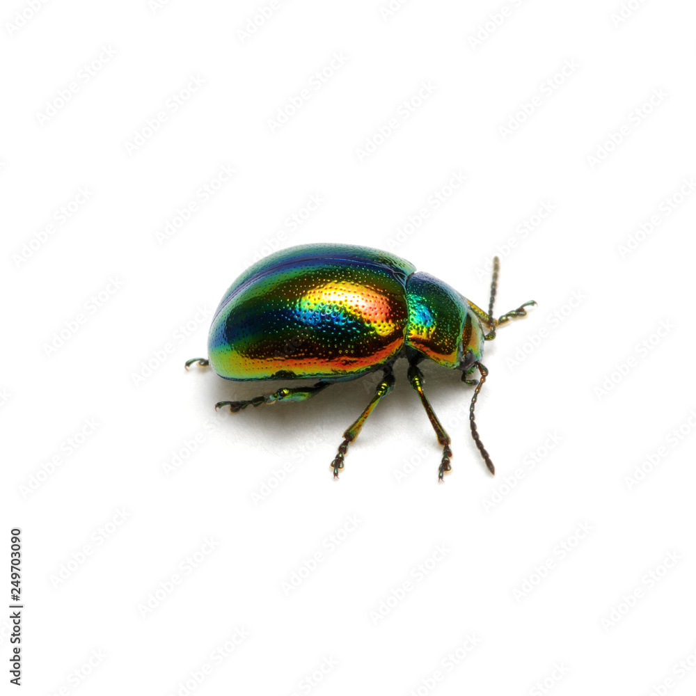 Naklejka premium Green beetle isolated on white