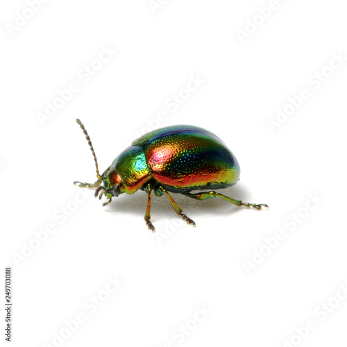 Green beetle isolated on white