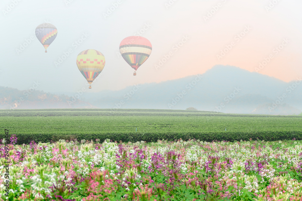 Naklejka premium Hot air balloon over valley of tea plantation.