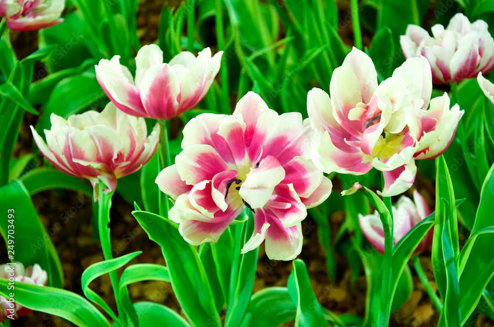 Obraz premium Tulip plant in the indoor garden.