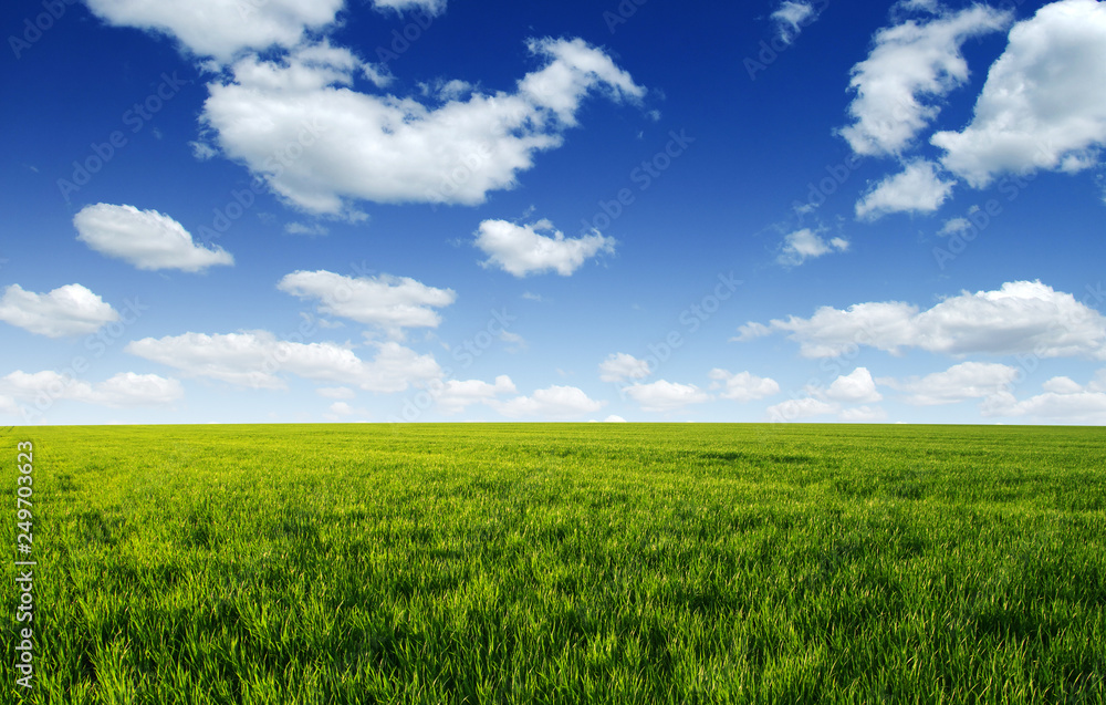 Green field and blue sky