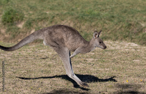 Australian Kangaroo while jumping close up portrait