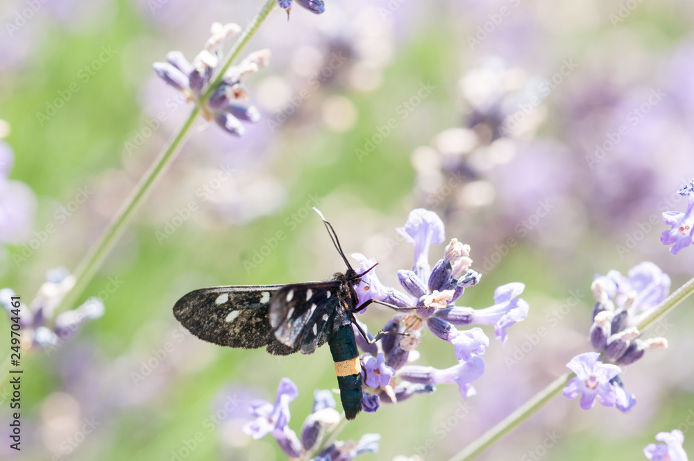Black insect on lavender angustifolia Black insect on lavender angustifolia