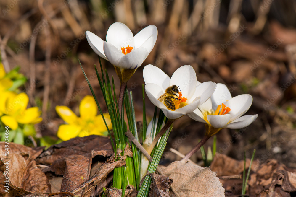 Fototapeta premium Krokus - Biene - Frühling