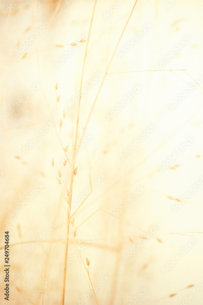 Dried Grasses in Winter Digital Illustration with Textured Background