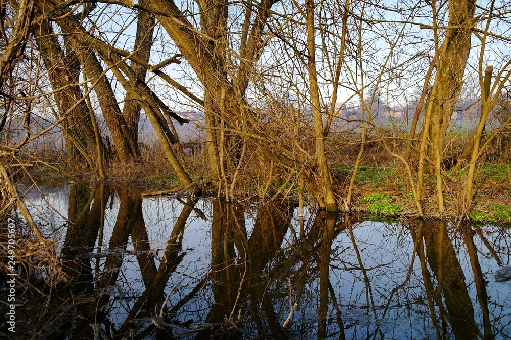 Obraz premium Spring river in the forest