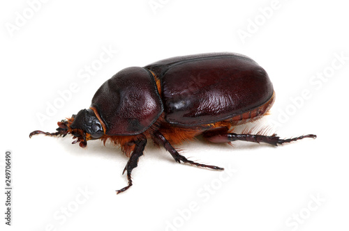 Beetle isolated on white © Alekss