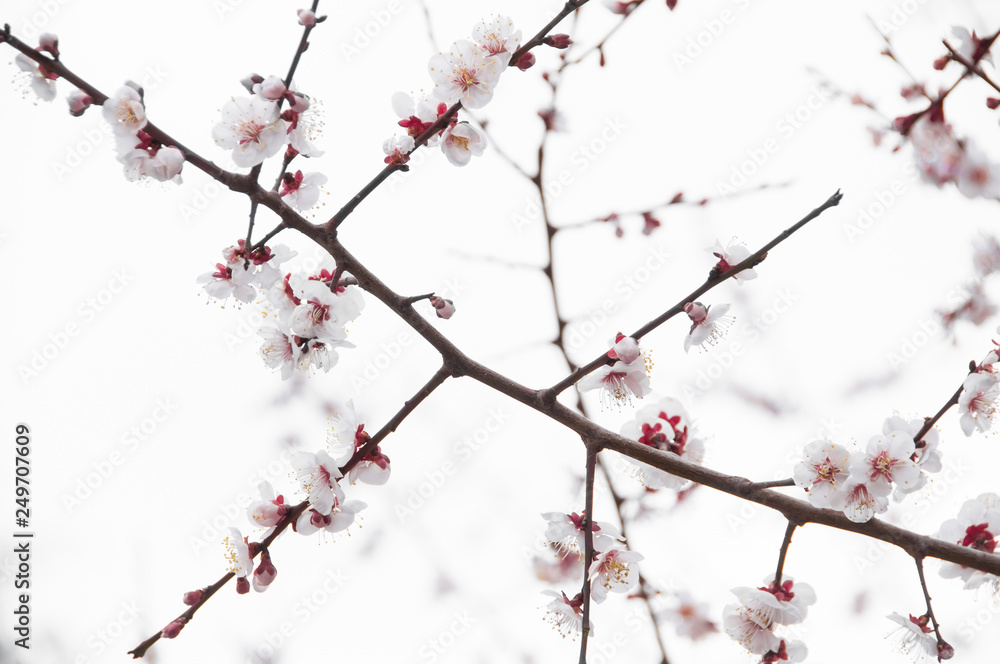 Sakura, Cherry blossom flower with blue sky background in Tokyo, Japan.