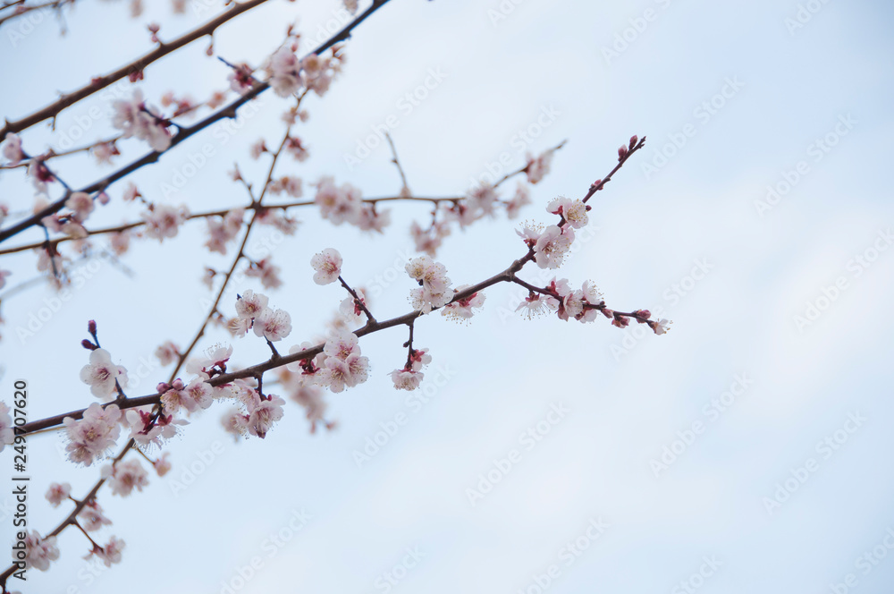 Sakura, Cherry blossom flower with white background in Tokyo, Japan. Sakura, Cherry blossom flower with white background in Tokyo, Japan.