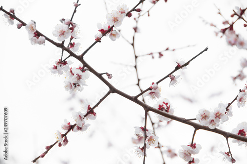 Sakura, Cherry blossom flower with blue sky background in Tokyo, Japan.