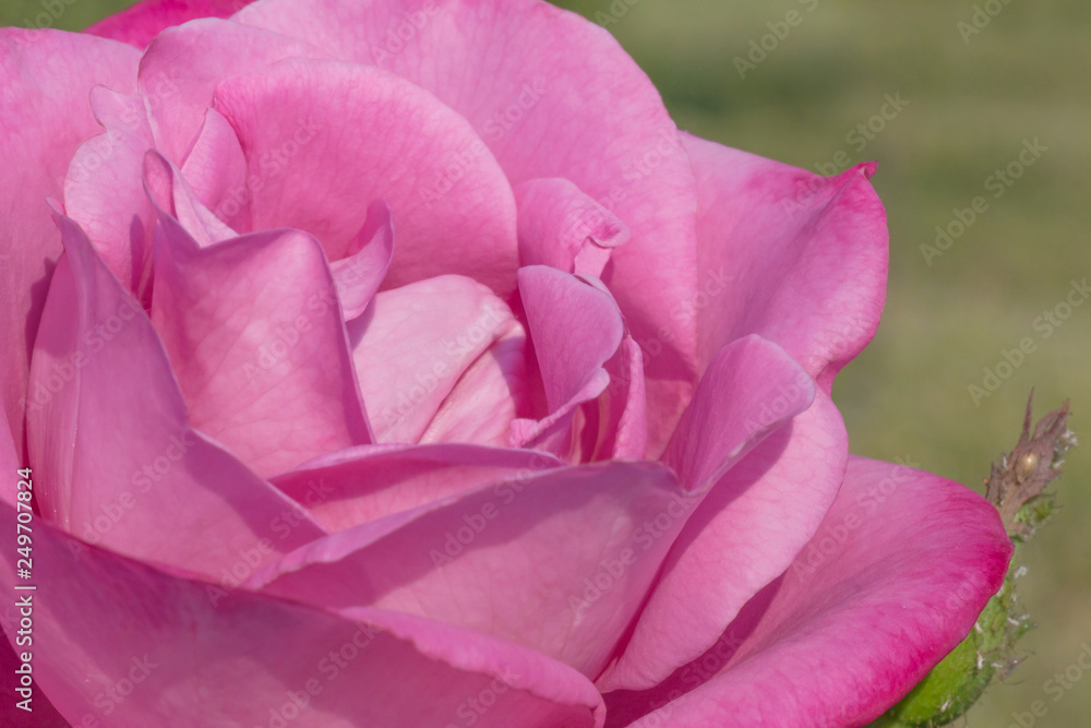 close up of pink rose in garden