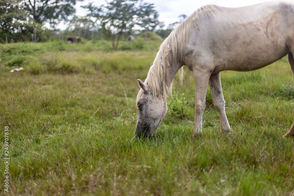 Horse Horse