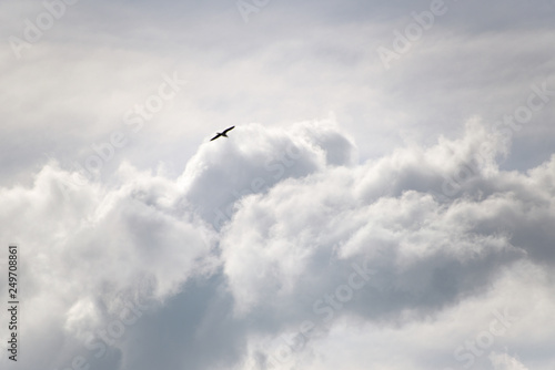 Cloudscape, black bird flying over the cloud, seagull in flight, bright background with copy space