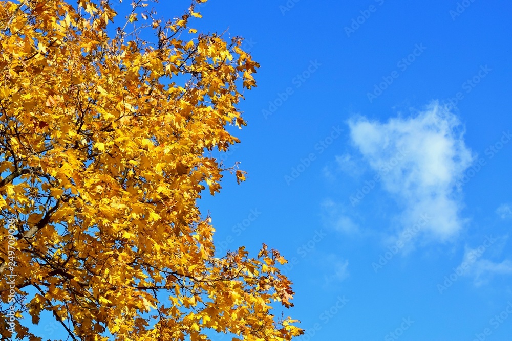 Background texture of yellow leaves autumn leaf background