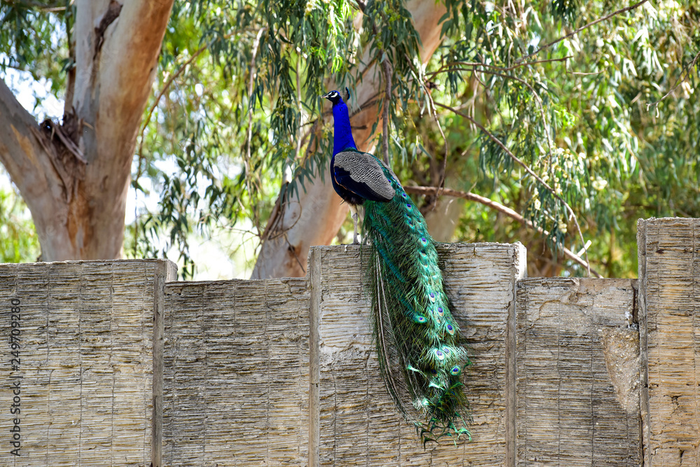 Obraz premium Peacock with tail. Peacock on the fence on a bright sunny day.