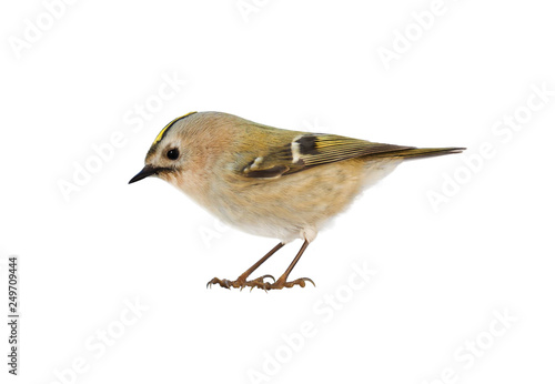 Goldcrest (Regulus regulus). isolated on white background
