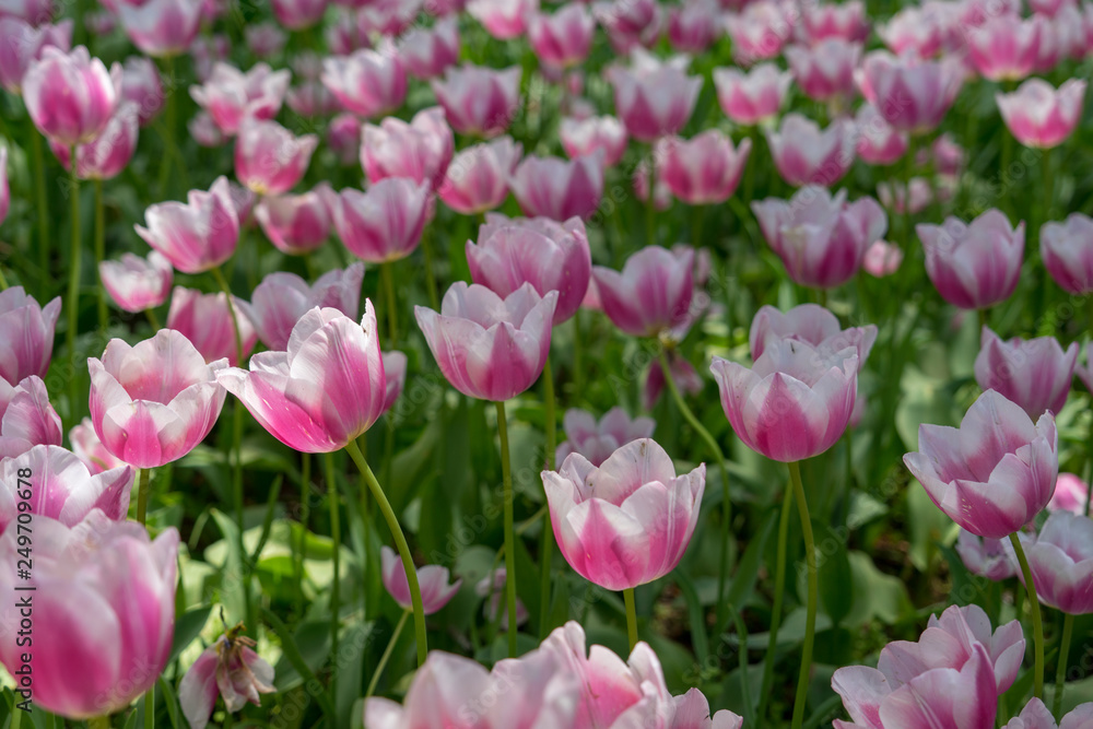 Tulips in spring