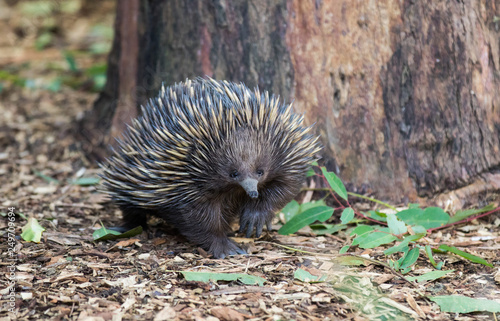 Wild short-beaked echidna, Tachyglossus aculeatus, walking in the eucalyptus forest. Australia.