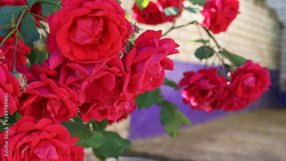 bouquet of roses on red background bouquet of roses on red background