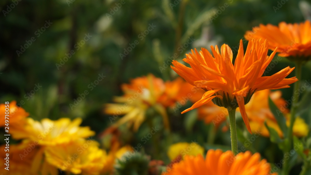 orange flowers in the garden orange flowers in the garden