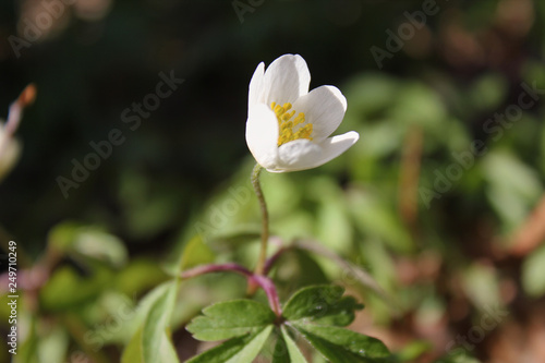 White spring flowers  snowdrops in the forest. Anemone nemorosa - wood anemone  windflower  thimbleweed  and smell fox. Romantic soft gentle artistic image.