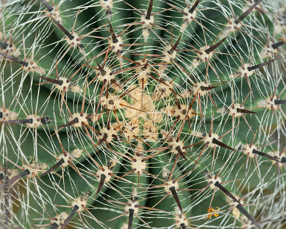 Thorn of cactus leaf background Thorn of cactus leaf background