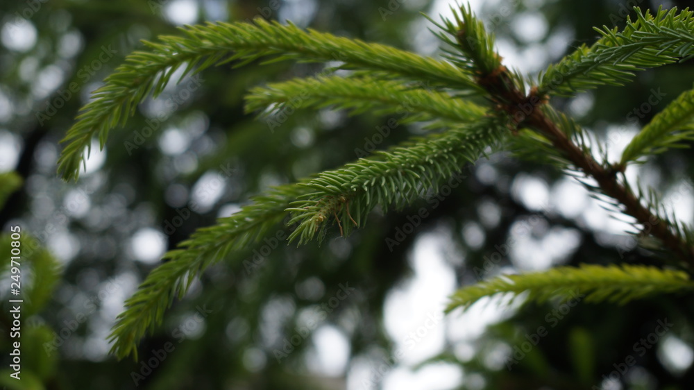 branch of a tree