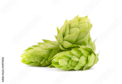 Fresh green hop branch, isolated on white background