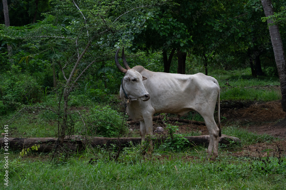 cow in a field cow in a field