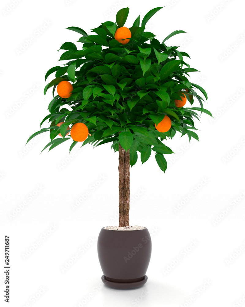 3d rendering orange tree in pot isolated on white background. Illustration  Stock | Adobe Stock