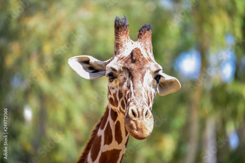 Portrait of giraffe. Giraffe on a summer day in the park. © Gur