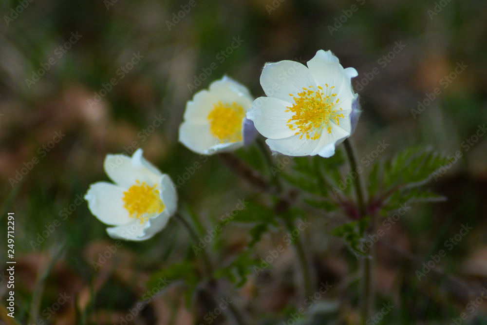 fiori di Anemone alpino (Anemone alpina),primo piano fiori di Anemone alpino (Anemone alpina),primo piano