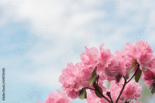 Beautiful pink blooming flowers on the blue sky background