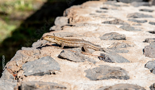 old stone wall with lizard