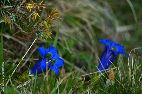 fiori di Genziana di Koch (Gentiana acaulis),primo piano photo