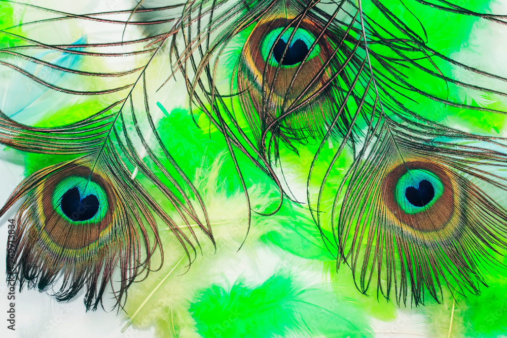 Obraz premium natural background of beautiful bright peacock tail lie on a variety of other light and airy feathers of different colors