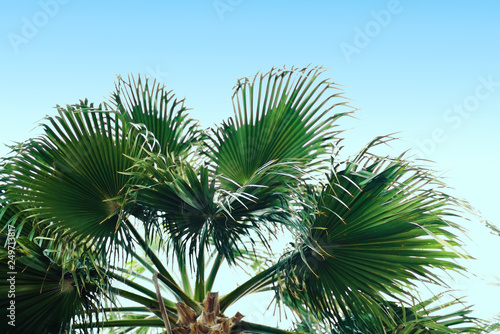 Palm against the blue sky. Tropical tree 