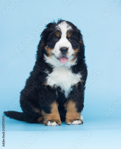 Bernese Mountain Dog puppy