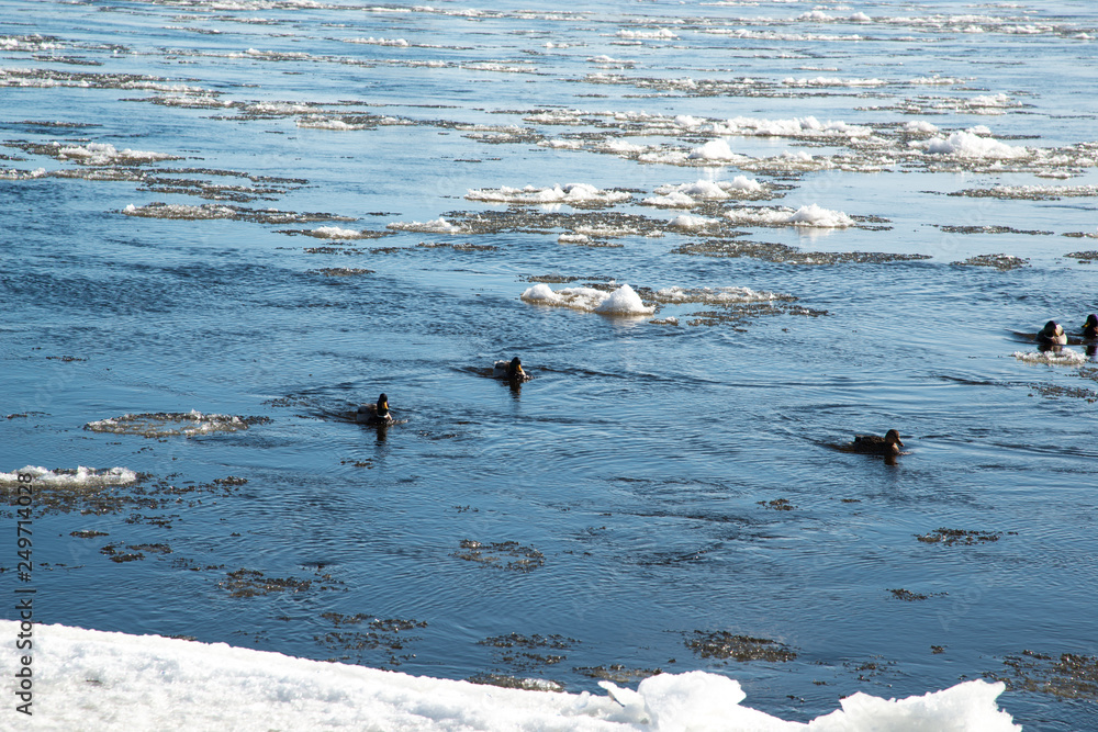 Fototapeta premium winter: ducks in the river