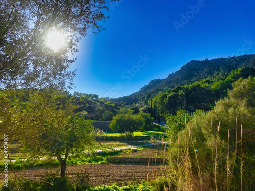 green landscape in the golden hour