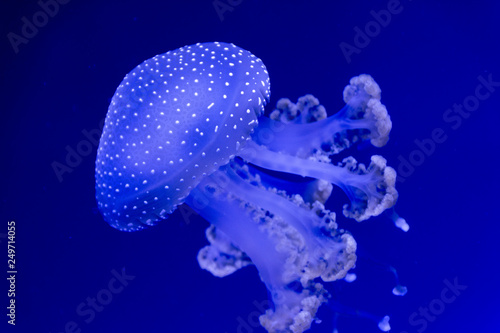 jellyfish © seakitten