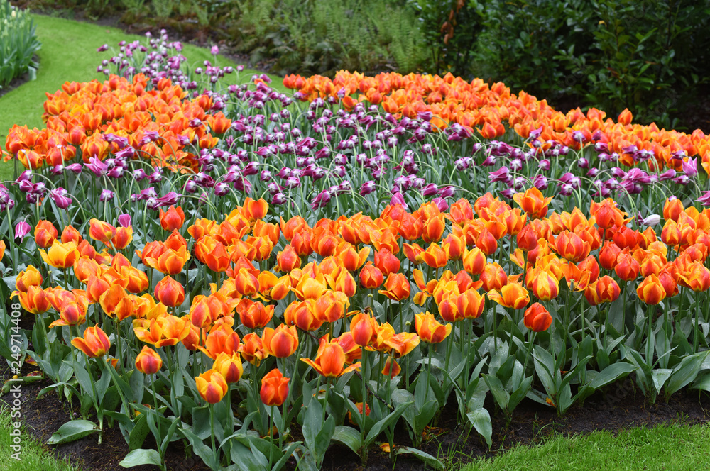 Colorful tulips in spring