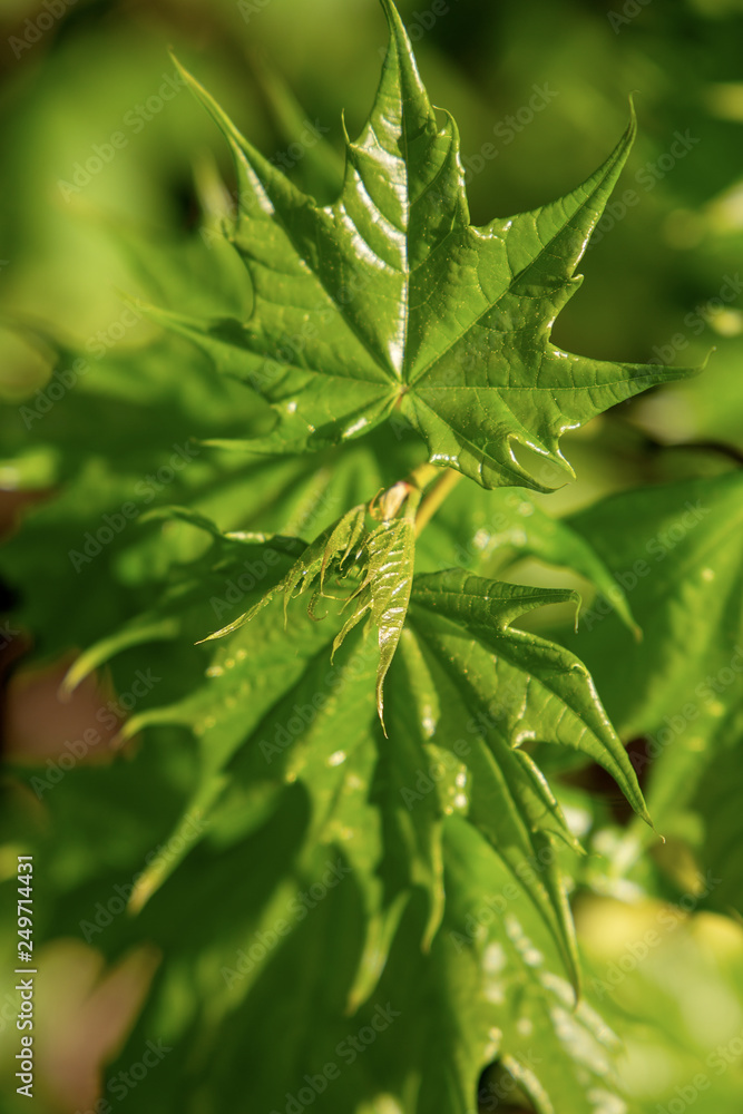 Spring background with young maple tree leaves illuminated by sunlight in forest shadow Spring background with young maple tree leaves illuminated by sunlight in forest shadow