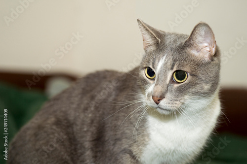 A young grey cat with a white chest closeup with a concentrated look and a contrasting face