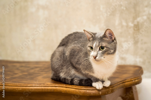 A young grey cat with a white breast with a focused look and a contrasting face sits on an oak table against a concrete wall © Roman