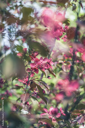 Red apple tree flowers blossoming at spring time  floral natural background