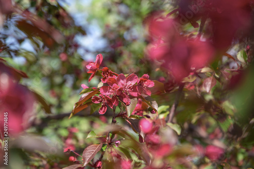 Red apple tree flowers blossoming at spring time, floral natural background