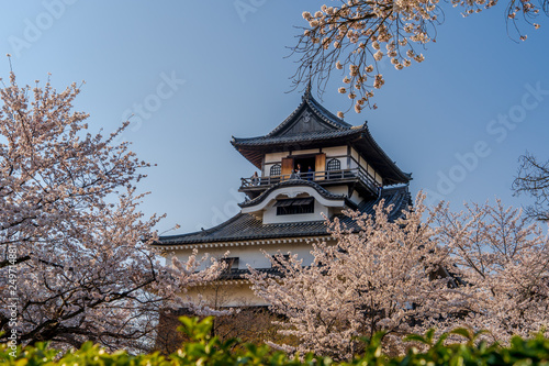 Inuyama Castle and cherry blossoms