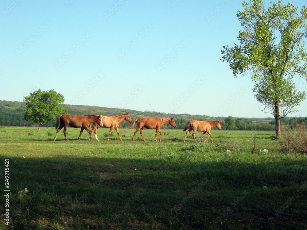 herd of horses grazing in meadow herd of horses grazing in meadow